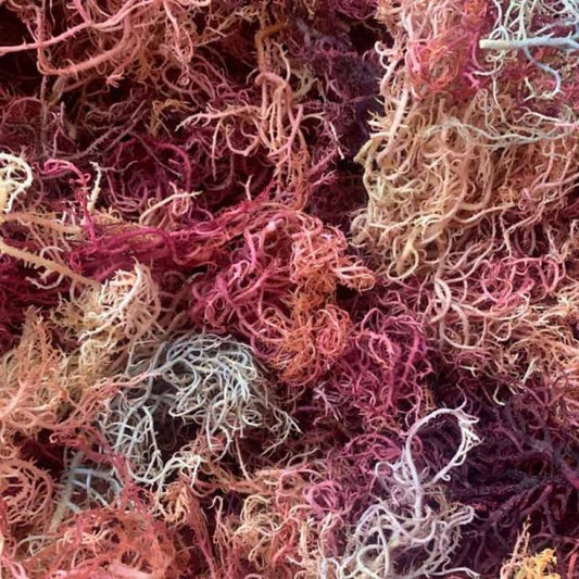 Rainbow Sea moss